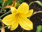 Golden chimes